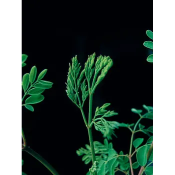 Moringa Leaves